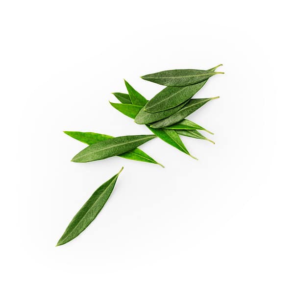 Tea Tree