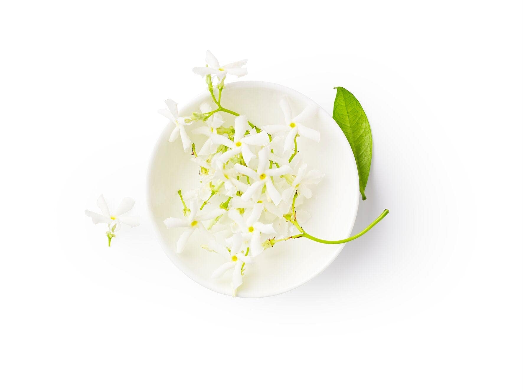 Jasmin