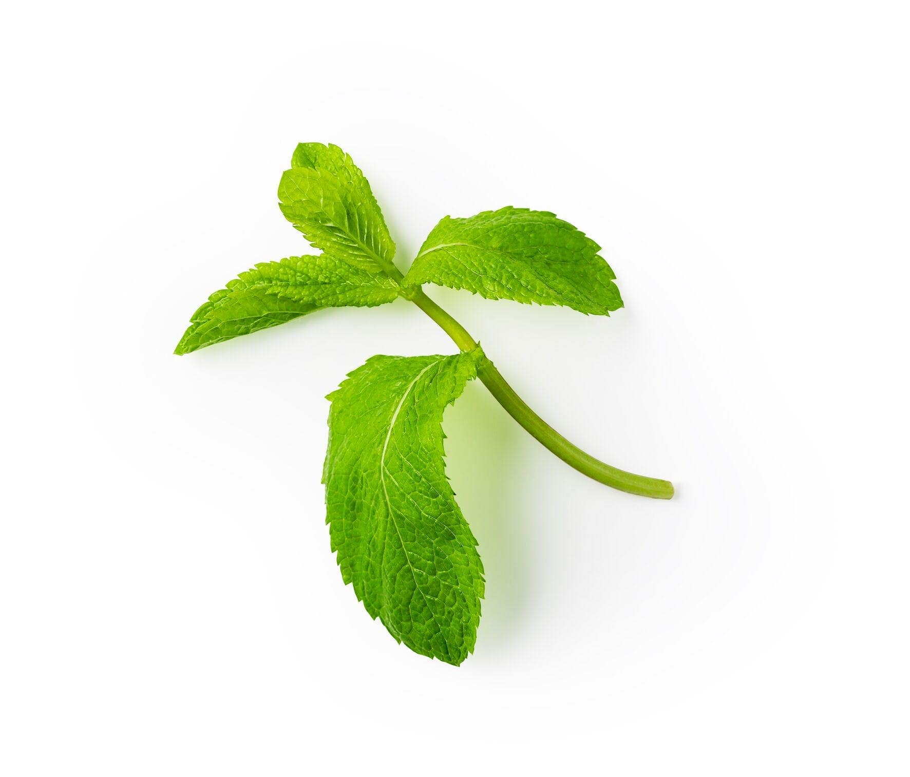 Mint