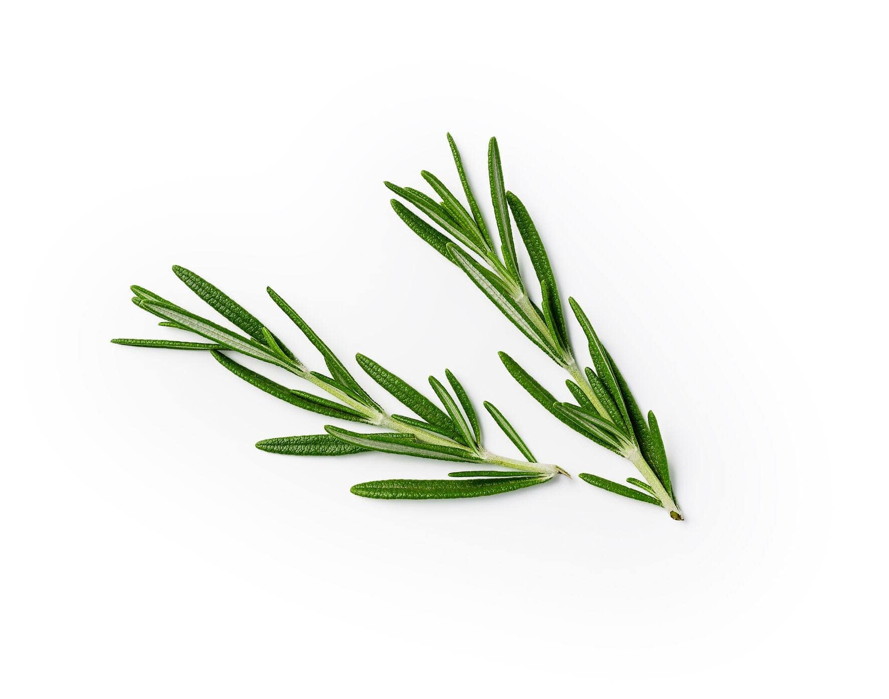 Rosemary