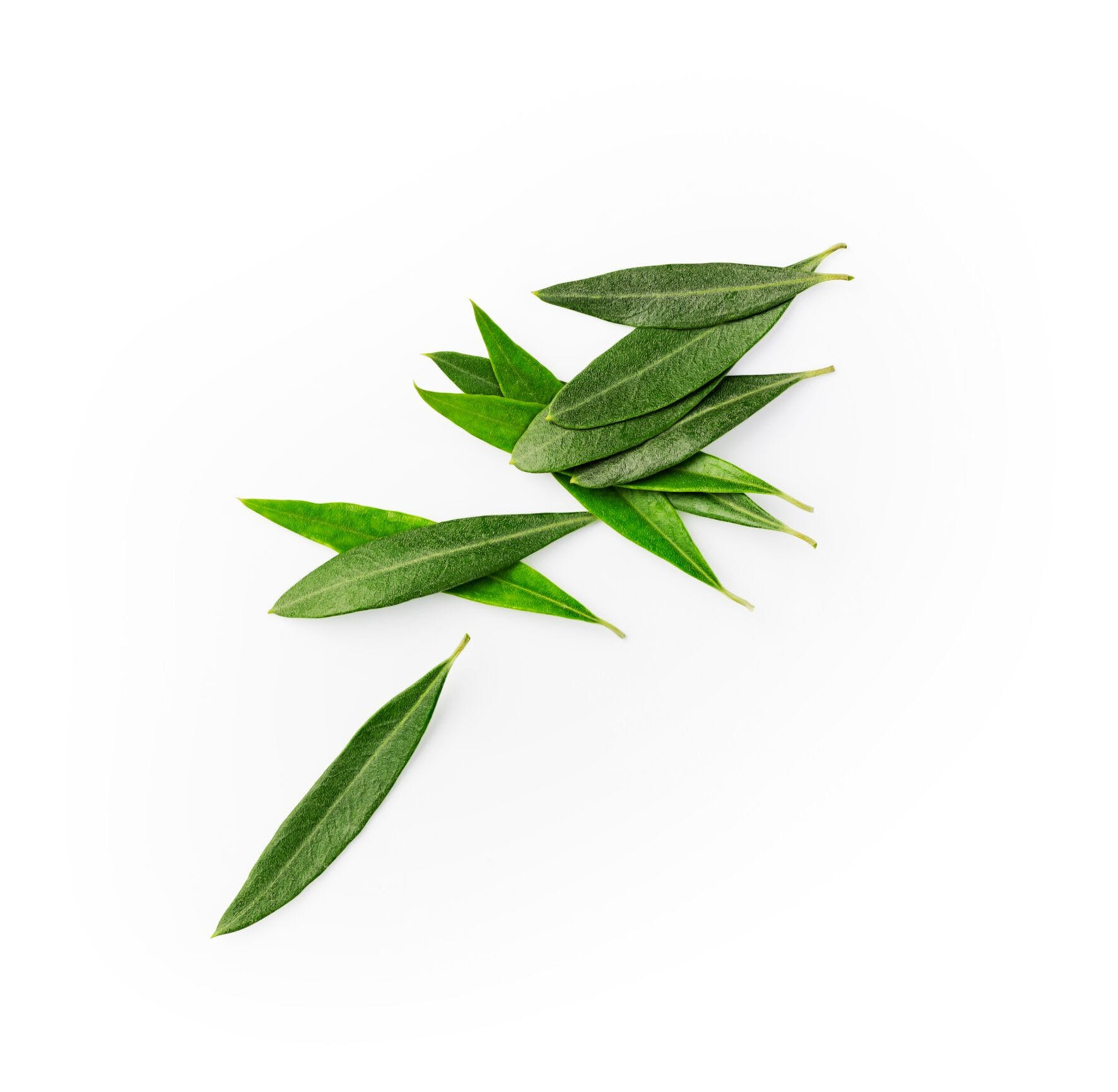 Tea Tree